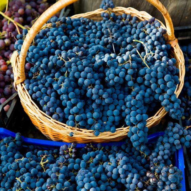 cesta con uvas del penedés