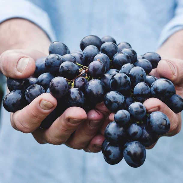 racimo de uvas del penedés